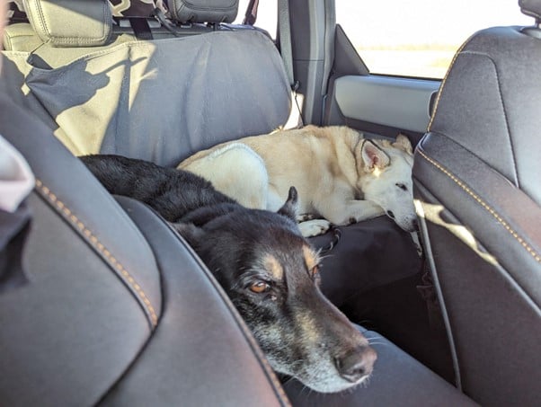 Best Seat Covers For Dog Owners In 2025